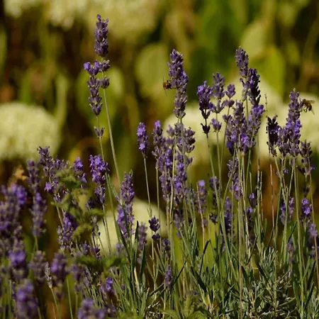 Eifel Garden Hideaway アパート