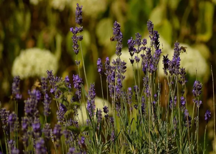 Eifel Garden Hideaway Apartment